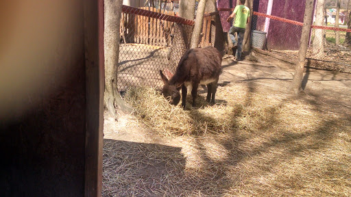 Zoo «3 Palms Zoo & Education Center», reviews and photos, 924 Blackbird Forest Rd, Clayton, DE 19938, USA