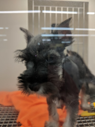 Pet Store «Petland Montgomery», reviews and photos, 7127 Eastchase Pkwy, Montgomery, AL 36117, USA