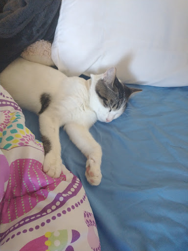 Pet Supply Store «PetSmart», reviews and photos, 475 Bank St, Waterbury, CT 06708, USA