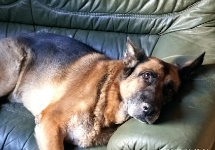 Perro