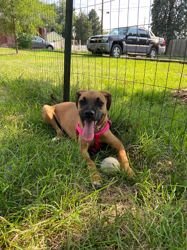 Pet Store «Abrams and Weakley General Store for Animals», reviews and photos, 3963 N 6th St, Harrisburg, PA 17110, USA