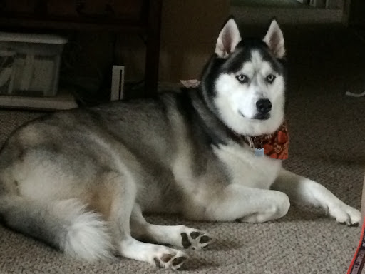 Pet Supply Store «Pet Supplies Plus», reviews and photos, 50633 Gratiot Ave, Chesterfield, MI 48051, USA