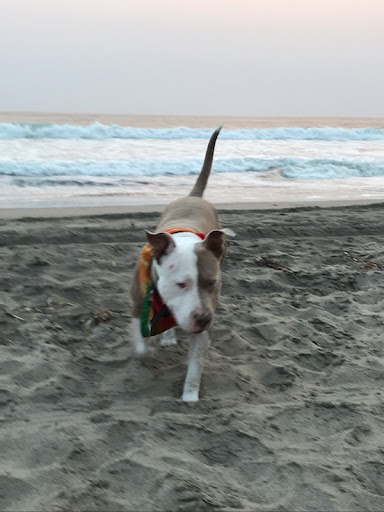 Pet Supply Store «Pet Food Express», reviews and photos, 1902 S Bascom Ave, Campbell, CA 95008, USA