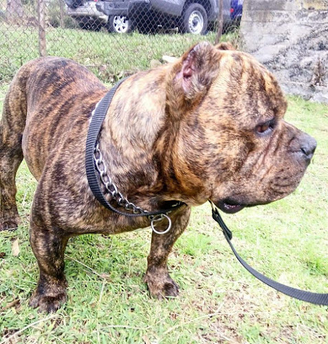 Comentarii opinii despre Veterinaria Todo Para Mascotas