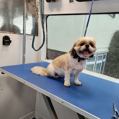 Wag Tails Dog Grooming