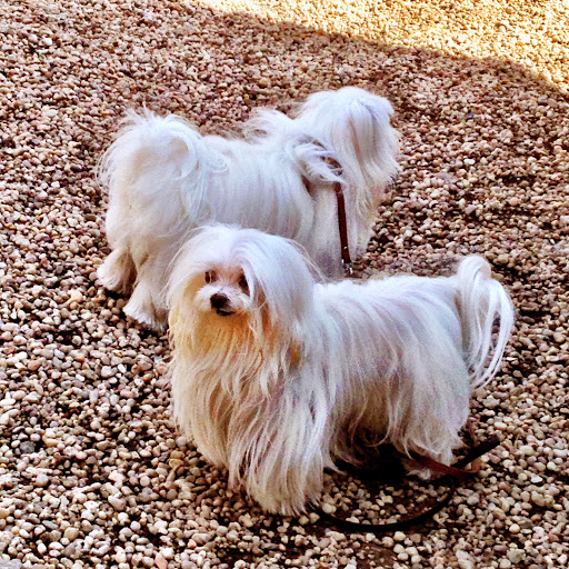 Park «Madison Square Park», reviews and photos, 11 Madison Ave, New York, NY 10010, USA