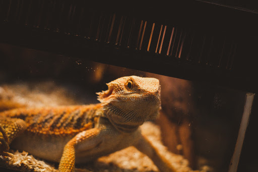 Pet Store «Pet World - Auburndale», reviews and photos, 3637 Havendale Blvd, Auburndale, FL 33823, USA