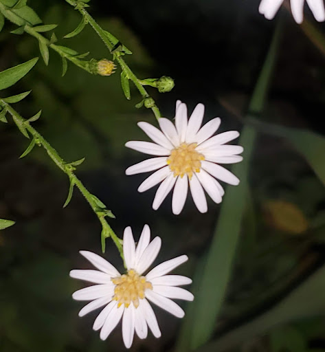 Park «Lions Park», reviews and photos, 1099 S Peach St, Duncanville, TX 75137, USA