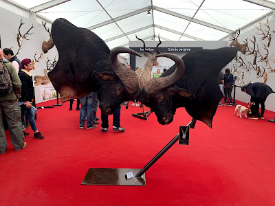 Taxidermie Viel Martin à Tourouvre au Perche