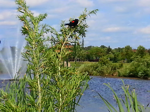 Park «Purgatory Creek Park Pavilion», reviews and photos, 13001 Technology Dr, Eden Prairie, MN 55344, USA