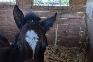 Farm Tours of Ocala