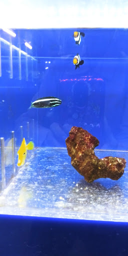 Pet Store «The Pet Zone», reviews and photos, 20 W Oak St, Pittston, PA 18640, USA