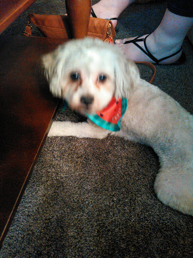 Pet Supply Store «PetSmart», reviews and photos, 5336 Westpointe Plaza Drive, Columbus, OH 43228, USA