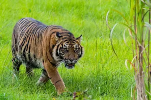 Manor Wildlife Park image