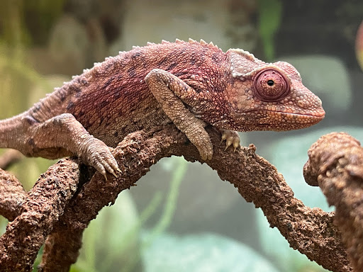 Pet Supply Store «Petco Animal Supplies», reviews and photos, 3000 Gateway St #220, Springfield, OR 97477, USA