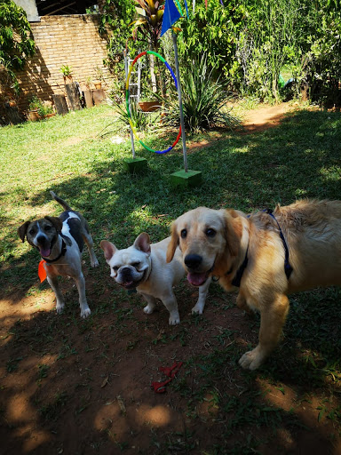 DOG CLUB Parque Canino