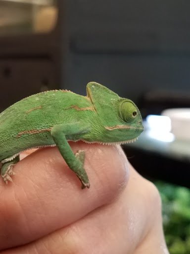 Pet Store «Movie Vault & PETropoliS live», reviews and photos, 1296 Anderson City Rd, Lawrenceburg, KY 40342, USA