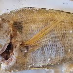 Photo n°5 de l'avis de Justy.t fait le 03/05/2023 à 19:55 sur le  Casa Mia Trattoria Pizzeria à Polignano a Mare