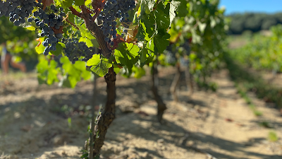 Domaine de Lascamp à Sabran