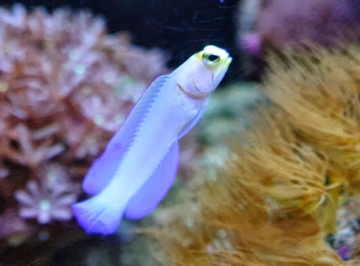 Pet Store «Corals and Fins», reviews and photos, 5011 W Hillsborough Ave, Tampa, FL 33634, USA