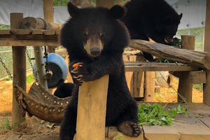 Ninh Binh Bear Sanctuary image