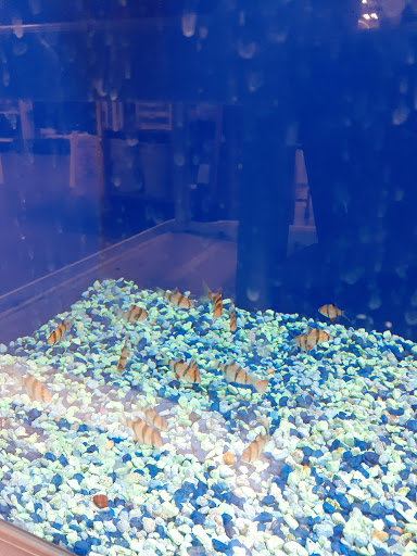 Pet Supply Store «PetSmart», reviews and photos, 1380 Fitzgerald Dr, Pinole, CA 94564, USA