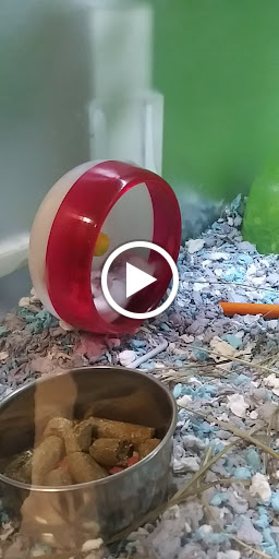 Pet Supply Store «PetSmart», reviews and photos, 31705 Pacific Hwy S, Federal Way, WA 98003, USA