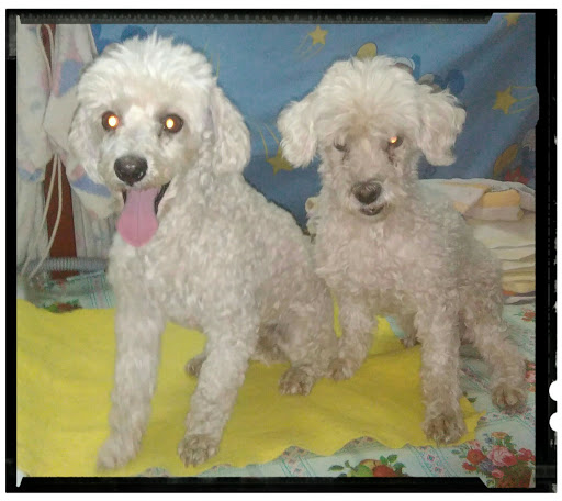 Peluquería canina Kimba