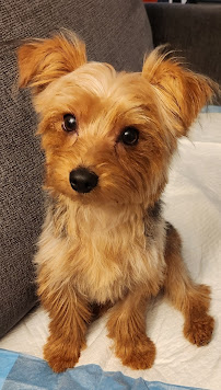 PetSmart Dog Training - Photo 3 - Car repair in Indianapolis, IN, Indianapolis