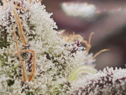 Guncham cannabis shop