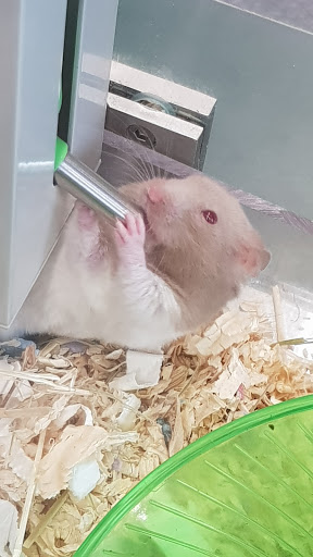 Hamster adoption Stockport