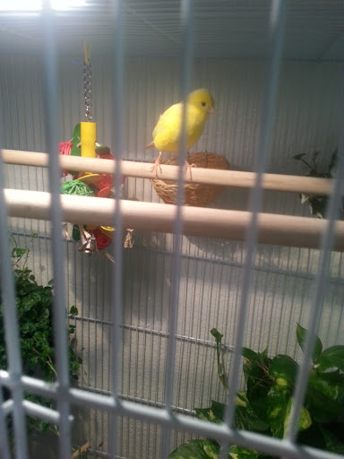 Bird Shop «Arizona Bird Store», reviews and photos, 565 S Dobson Rd, Mesa, AZ 85202, USA