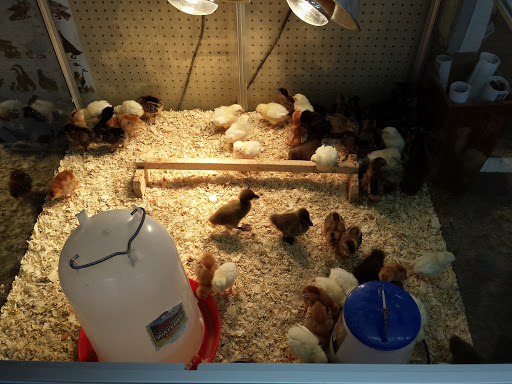 Pet Store «Kahoots Feed & Pet Store», reviews and photos, 16851 Van Buren Blvd, Riverside, CA 92504, USA