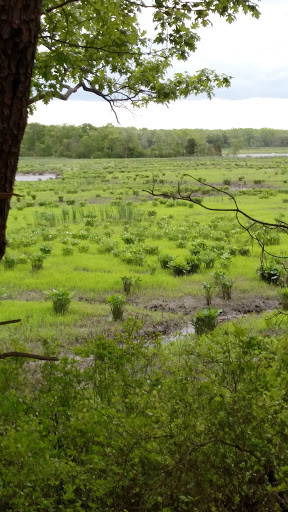 Nature Preserve «Maurice River Bluffs Preserve», reviews and photos, Silver Run Rd, Millville, NJ 08332, USA