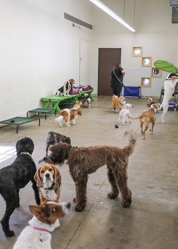 Dog Day Care Center «The Bowhaus Pet Company», reviews and photos, 2472 E Colorado Blvd, Pasadena, CA 91107, USA