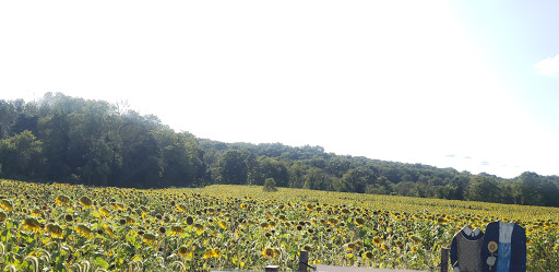 Tourist Attraction «Sussex County Sunflower Maze», reviews and photos, 101 Co Rd 645, Sandyston, NJ 07826, USA