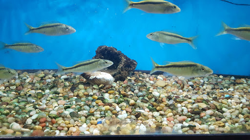 Pet Supply Store «Monster Pets», reviews and photos, 1575 N 52nd St, Philadelphia, PA 19131, USA