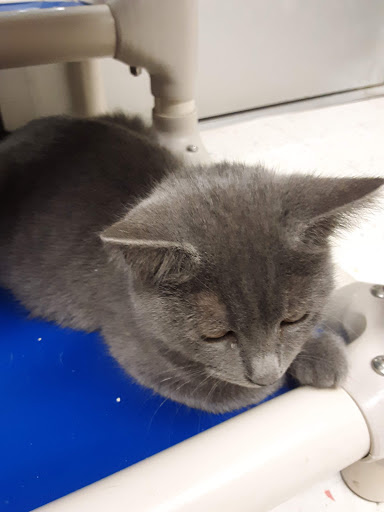 Pet Supply Store «Petco Animal Supplies», reviews and photos, 330 Orchard Park Rd, West Seneca, NY 14224, USA