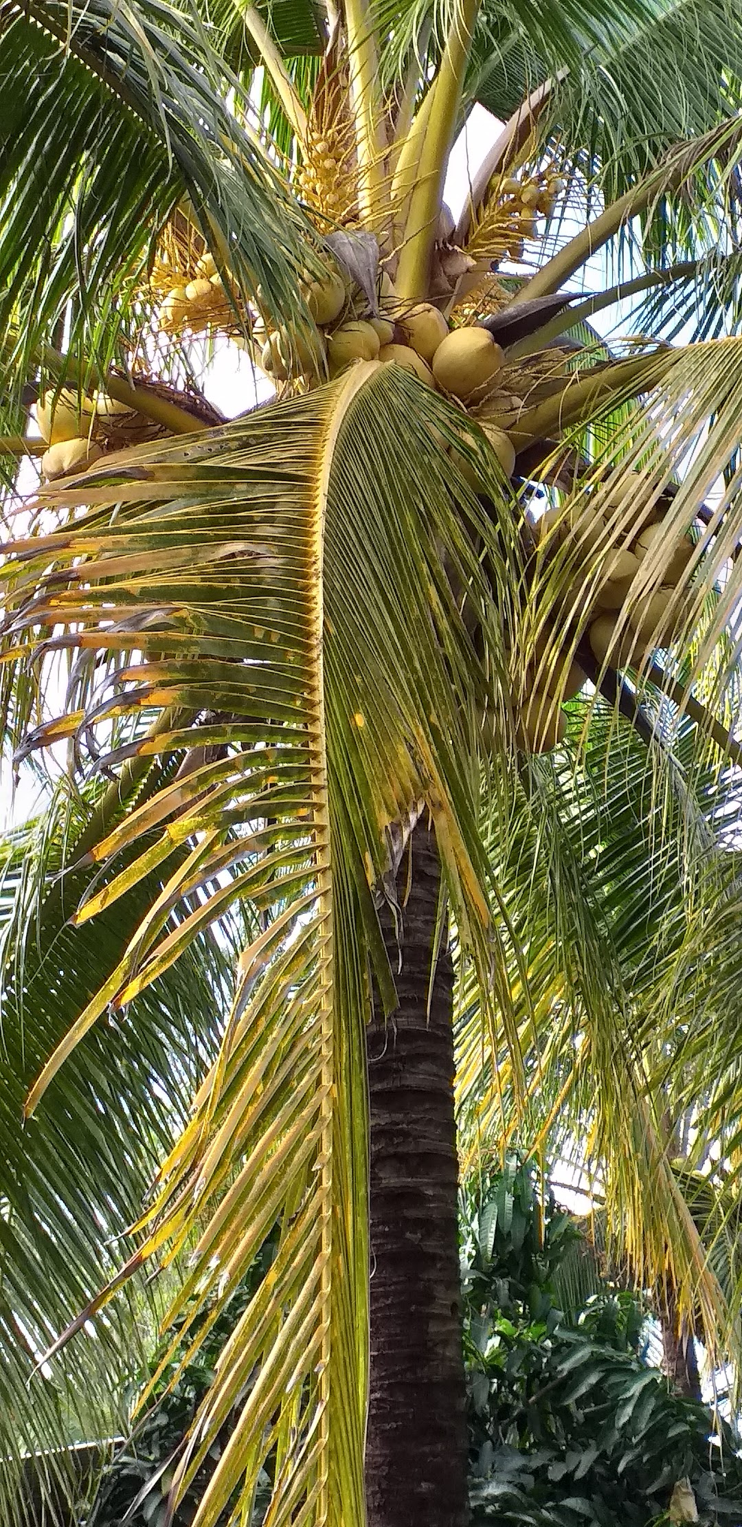 Vườn dừa sáp Ba Thúy