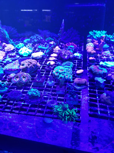 Tropical Fish Store «Blue Earth Corals & Aquariums», reviews and photos, 5791 Desoto Rd, Lake Worth, FL 33463, USA