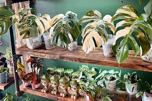 Houseplant Nation - Plants & Coffee Shop image