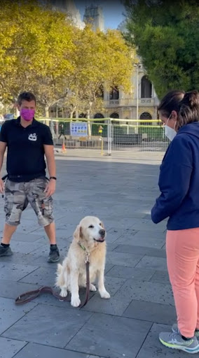 Entrenamiento De Perros En Oviedo Urbandog