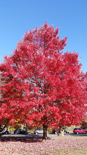 Park «Brookdale Park», reviews and photos, 473 Watchung Ave, Bloomfield, NJ 07003, USA