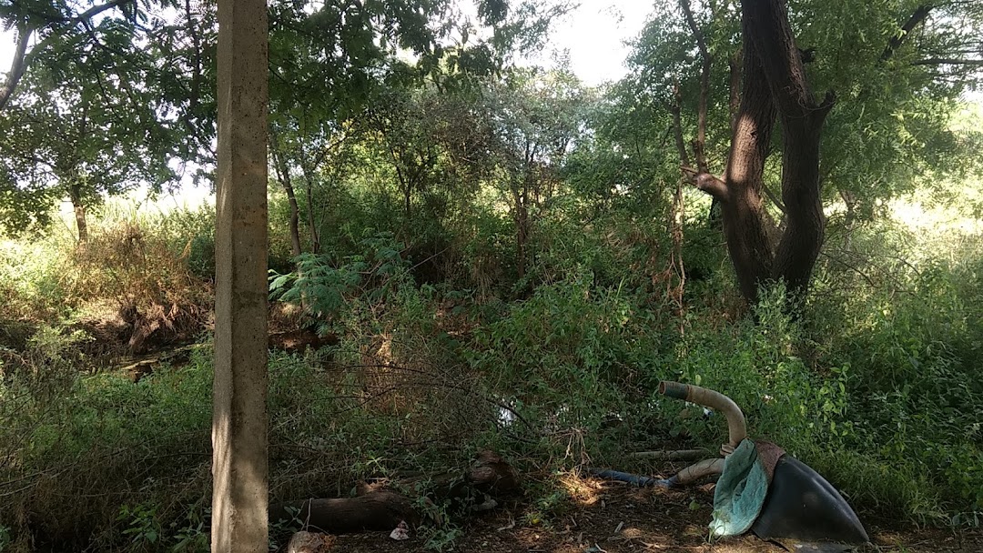 चित्र चे झाड मला