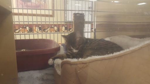 Pet Supply Store «PetSmart», reviews and photos, 1559 Merritt Blvd, Dundalk, MD 21222, USA