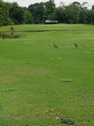 Golf Course «Hermann Park Golf Course», reviews and photos, 2155 MacGregor Way, Houston, TX 77030, USA