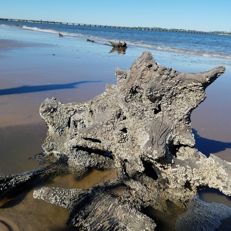 Big Talbot Island Boneyard Beach