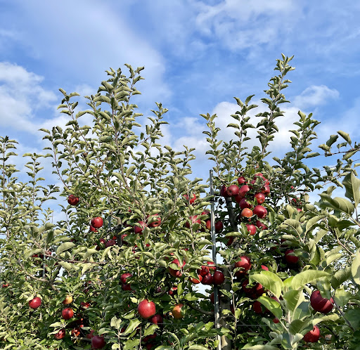 Farm «Alstede Farms», reviews and photos, 1 Alstede Farms Ln, Chester, NJ 07930, USA