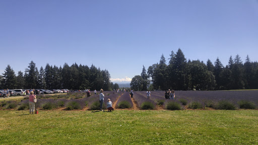 Farm «Oregon Lavender Farm», reviews and photos, 20949 S Harris Rd, Oregon City, OR 97045, USA