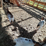 Photo n°2 de l'avis de Archluisa. fait le 23/11/2022 à 21:45 sur le  Tiepolo à Cavallino-Treporti